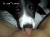 Animal Porn Tube - Cute mutt eating a raw kitten